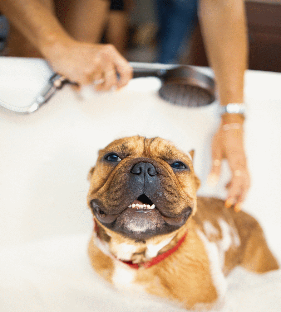 Bath & Brushing Services by Pawgo Seattle