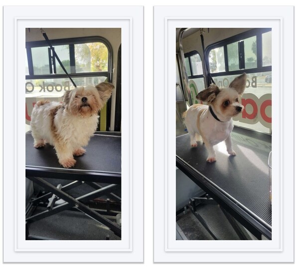 Before & After Dog Grooming in Sammamish, WA (1)