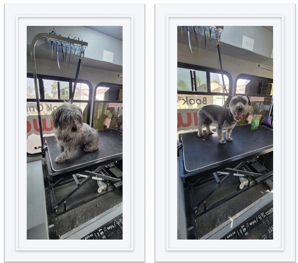 Before & After Dog Grooming in Redmond, WA (1)