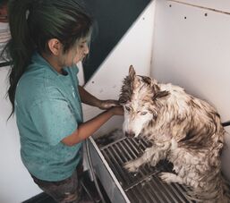 Dog Bath & Brush Services in Issaquah, WA (2)