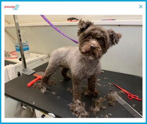 Before And After Mobile Dog Grooming in Redmond, WA (2)