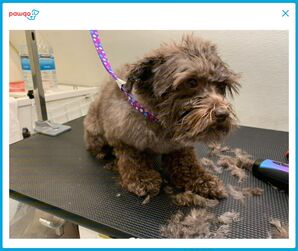 Before And After Mobile Dog Grooming in Redmond, WA (1)