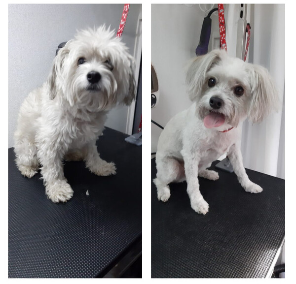 Before and After Mobile Pet Grooming Services in Kirkland, WA (1)